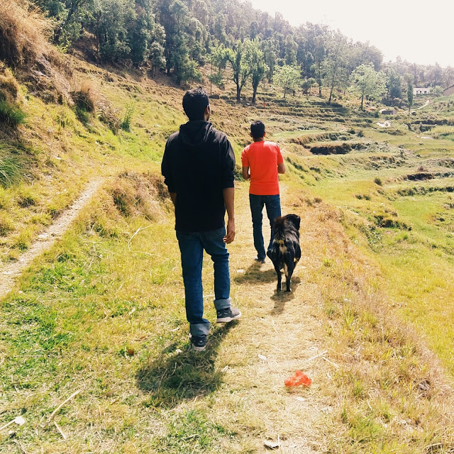 cool climate, greenery, warm people and many dogs