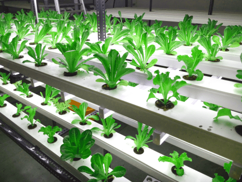MAKING HYDROPONICS WORK FOR EVERYONE